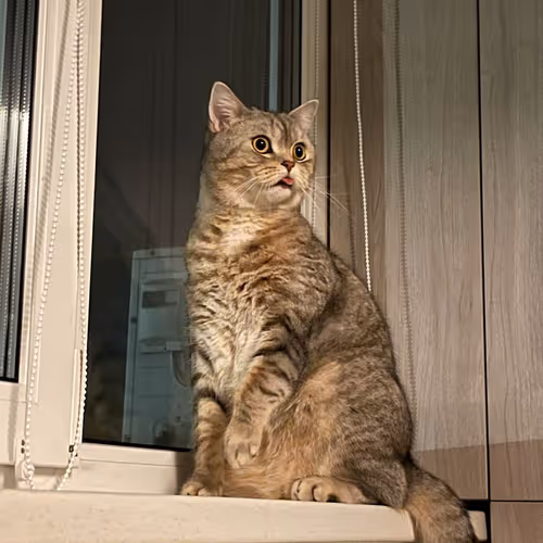 My cat