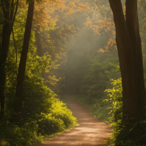 Forest path
