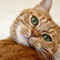 Cat 28