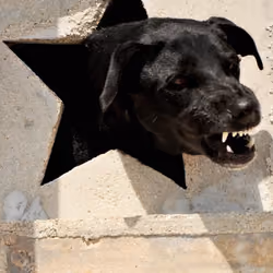 DOG HOLE