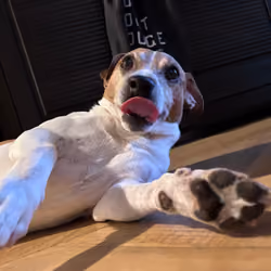 good boy