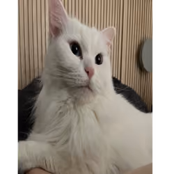 MoguCat