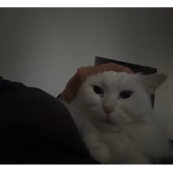 ANGRY MOGU