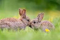 Lovely Rabbits