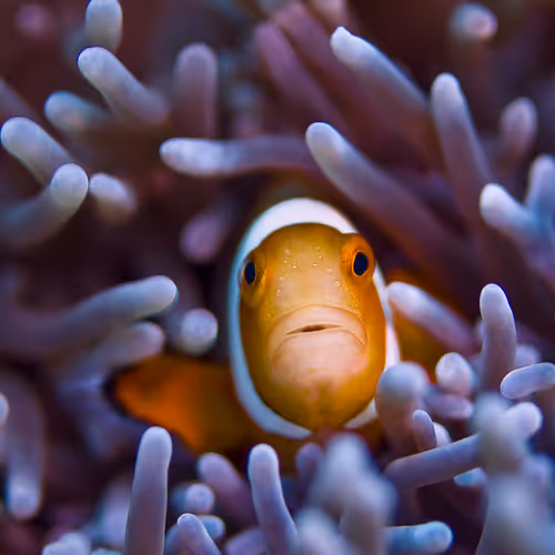 clownfish