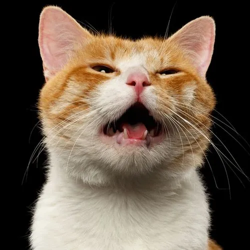 Kucing Sedeng #109