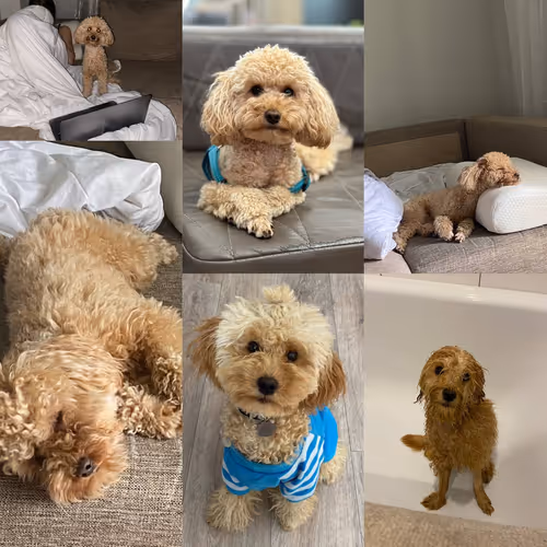My doggy 1
