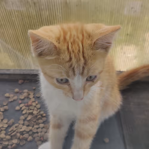 Kitten 1