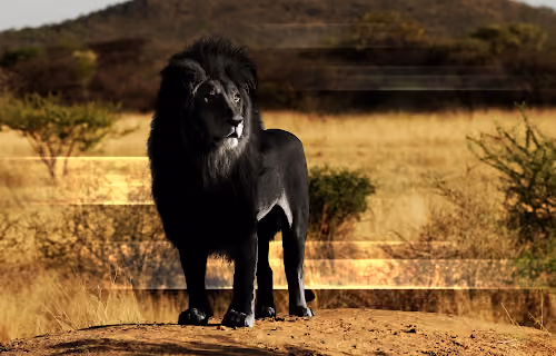 Black King