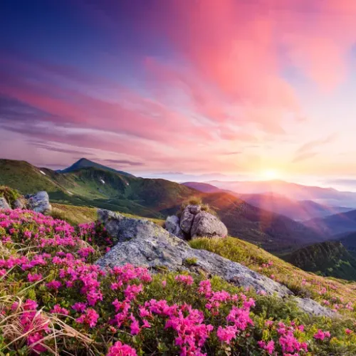 Nature
