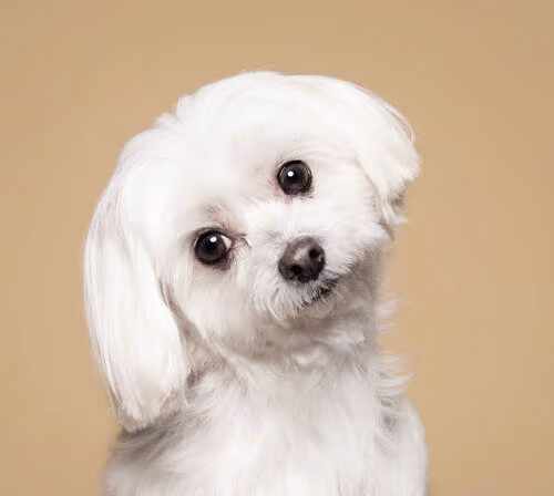 Little Dog