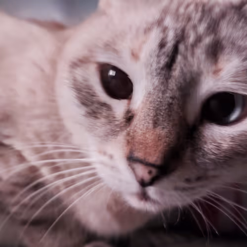 My cat