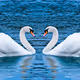 Swans