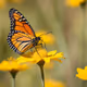 Monarch Butterfly 01