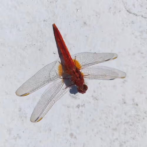 Dragonfly Zora