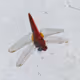 Dragonfly Zora