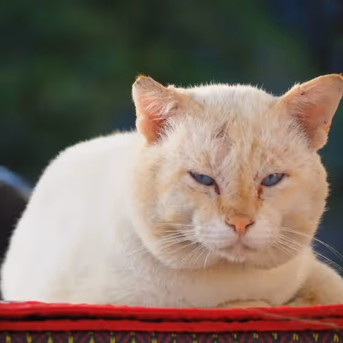 You had me at meow