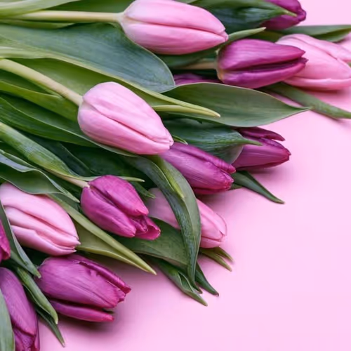 Tulips 1