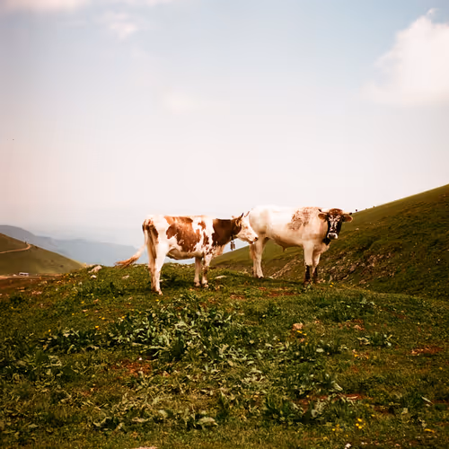 Cows, Summer 2022