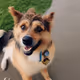 HAPPY DOGGO