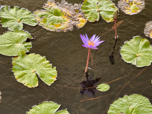 Item #22 Media