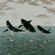 Whales