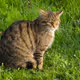 Cat euro