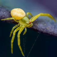 GreenSpider 78/130