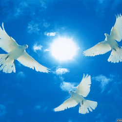 Peace3