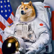 Space Doge Zora