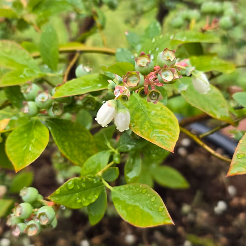 blueberry