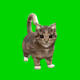 spinning_cat_theory.exe