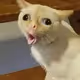 Coughing Cat