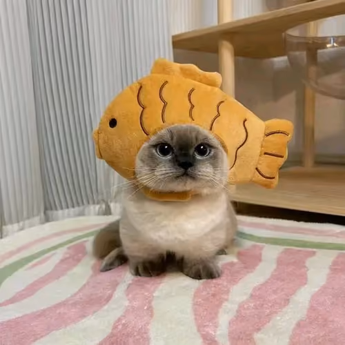 CatFish