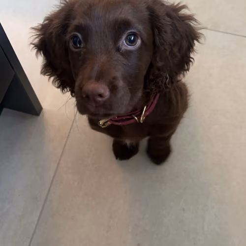 Harper