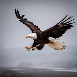 Eagle