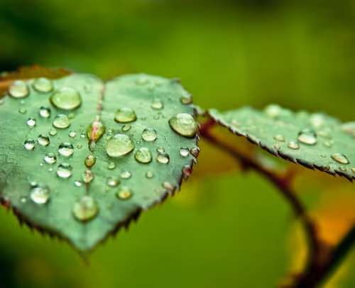 nature 2