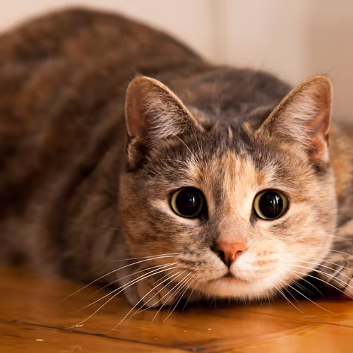 cat 1