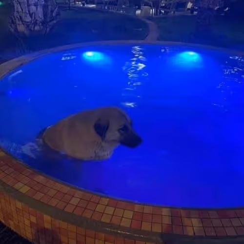 Alone dog