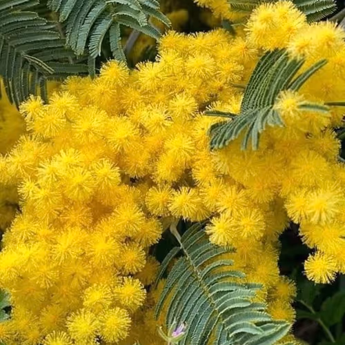 Mimosa