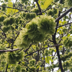 Leaves