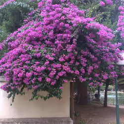 IMAG2953