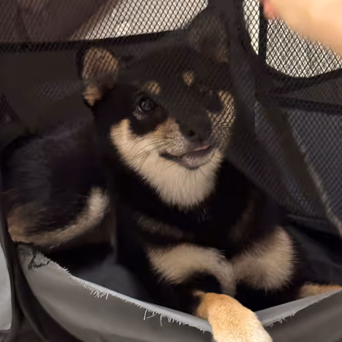 Cute Shiba