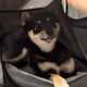 Cute Shiba