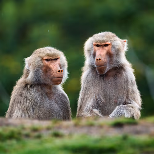 Two monkeys sitting on the ground. 4