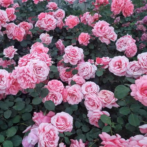 beautiful rose