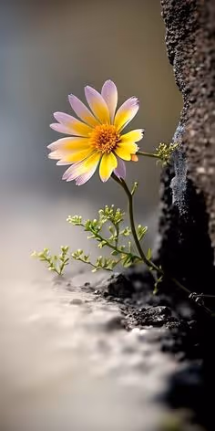 Flower ptojecct #1