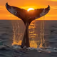 whale