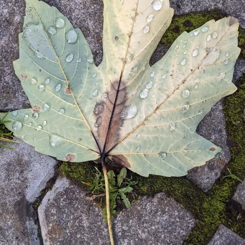 AutumnLeaf
