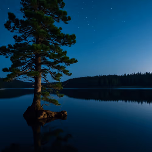 lonely tree